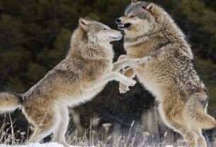 wolf hunting
