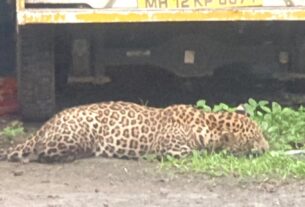 leopard koregaon bhima