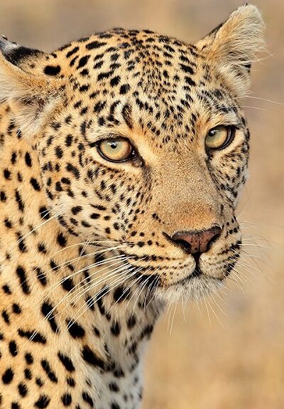 leopard