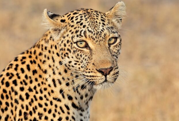 leopard