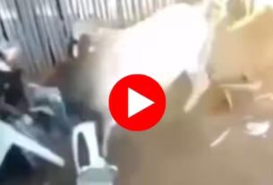 bull-video