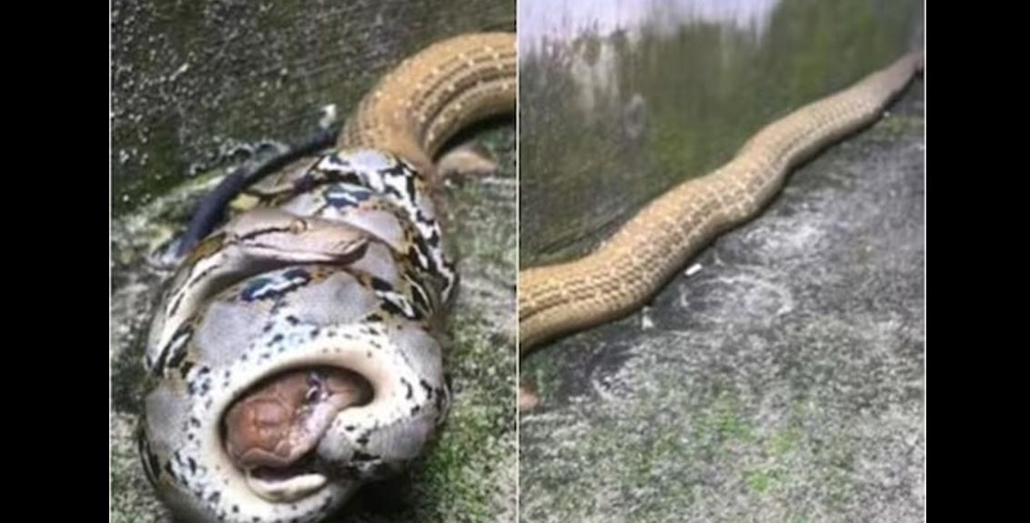 snake-cobra