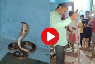 gondia-cobra