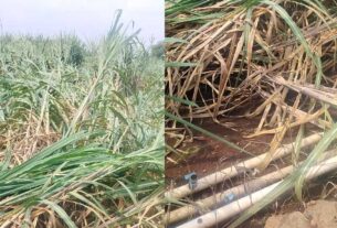 waghale-sugarcane