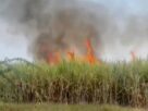 sugarcane-fire