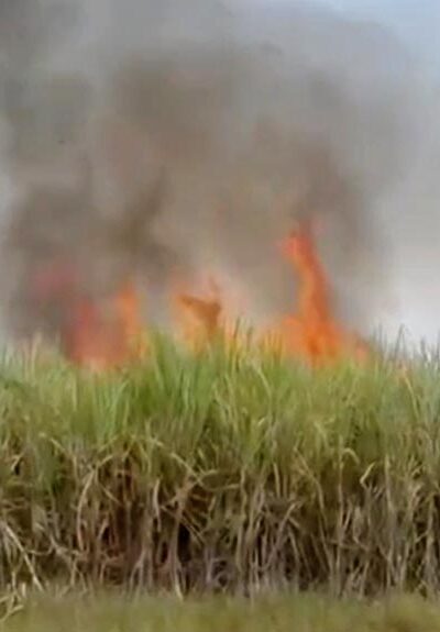 sugarcane-fire